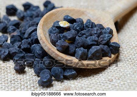 Black chickpeas in cooking spoon, Apulia, Cicer arietinum, Ceci Neri, Cece Nero, Italy, Europe View Large Photo Image Stock Photograph - Black chickpeas in cooking spoon, Apulia, Cicer arietinum, Ceci Neri, Cece Nero, Italy, Europe. Fotosearch