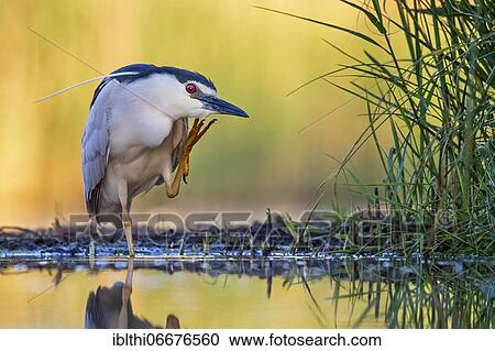Black-crowned night heron (Nycticorax nycticorax) Plumage care, sunrise, Kiskunsag National Park, Hungary, Europe View Large Photo Image Stock Image - Black-crowned night heron (Nycticorax nycticorax) Plumage care, sunrise, Kiskunsag National Park, Hungary, Europe. Fotosearch