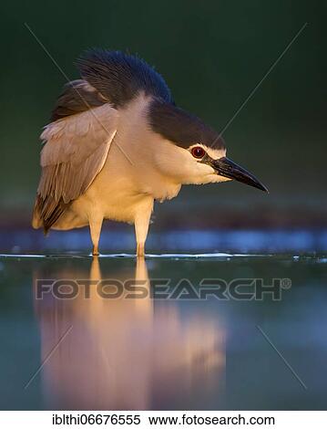 Black-crowned night heron (Nycticorax nycticorax) hunting at dusk, Kiskunsag National Park, Hungary, Europe View Large Photo Image Stock Photography - Black-crowned night heron (Nycticorax nycticorax) hunting at dusk, Kiskunsag National Park, Hungary, Europe. Fotosearch