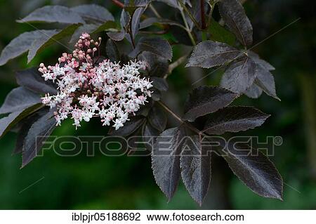 Black elderberry, Sambucus nigra, variety Guincho Purple View Large Photo Image Stock Image - Black elderberry, Sambucus nigra, variety Guincho Purple. Fotosearch