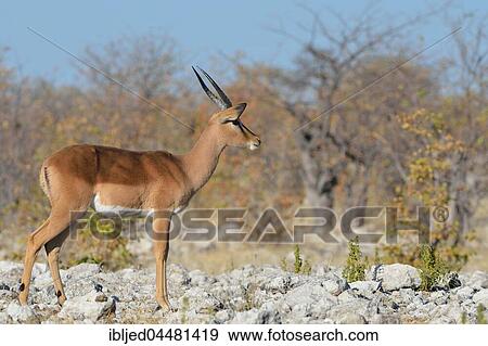 Black-faced impala (Aepyceros melampus petersi), adult male standing on stony ground, alert, Etosha National Park, Namibia, Africa View Large Photo Image Stock Photo - Black-faced impala (Aepyceros melampus petersi), adult male standing on stony ground, alert, Etosha National Park, Namibia, Africa. Fotosearch