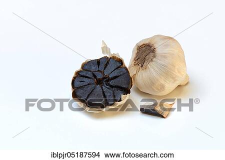 Picture - Black garlic, Allium sativum. Fotosearch
