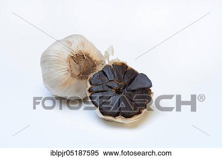 Black garlic, Allium sativum View Large Photo Image Stock Photography - Black garlic, Allium sativum. Fotosearch