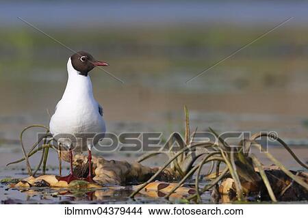 Picture - Black-headed Gull (Chroicocephalus ridibundus, Larus ridibundus) on a floating water lily root, Nature Park Peental, Mecklenburg-Western Pomerania, Germany, Europe. Fotosearch