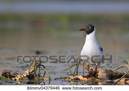 Black-headed Gull (Chroicocephalus ridibundus, Larus ridibundus) on a floating water lily root, Nature Park Peental, Mecklenburg-Western Pomerania, Germany, Europe View Large Photo Image Stock Photograph - Black-headed Gull (Chroicocephalus ridibundus, Larus ridibundus) on a floating water lily root, Nature Park Peental, Mecklenburg-Western Pomerania, Germany, Europe. Fotosearch