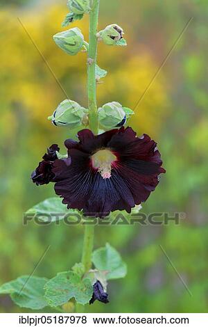 Stock Photo - Black hollyhock, Alcea rosea 'Nigra', Common hollyhock. Fotosearch