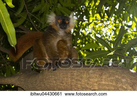 Black lemur (Eulemur macaco), female, Nosy Komba, Northwest Coast, Madagascar, Africa View Large Photo Image Stock Image - Black lemur (Eulemur macaco), female, Nosy Komba, Northwest Coast, Madagascar, Africa. Fotosearch