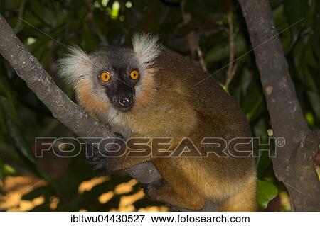 Stock Photo - Black lemur (Eulemur macaco), female, Nosy Komba, Northwest Coast, Madagascar, Africa. Fotosearch