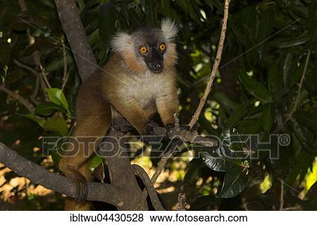 Black lemur (Eulemur macaco), females, on the island of Nosy Komba, Northwest Coast, Madagascar, Africa View Large Photo Image Stock Photo - Black lemur (Eulemur macaco), females, on the island of Nosy Komba, Northwest Coast, Madagascar, Africa. Fotosearch