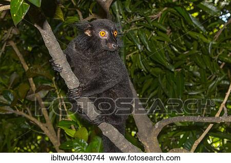 Black lemur (Eulemur macaco), male, Nosy Komba, Northwest Coast, Madagascar, Africa View Large Photo Image Picture - Black lemur (Eulemur macaco), male, Nosy Komba, Northwest Coast, Madagascar, Africa. Fotosearch