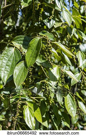 Black pepper close up (Piper nigrum) on a pepper farm, island of Phu Quoc, Vietnam, Asia View Large Photo Image Stock Image - Black pepper close up (Piper nigrum) on a pepper farm, island of Phu Quoc, Vietnam, Asia. Fotosearch