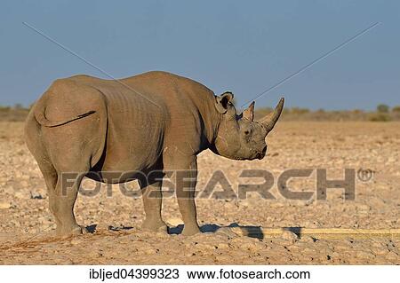 Black rhinoceros (Diceros bicornis), standing at artificial waterhole, Etosha National Park, Namibia, Africa View Large Photo Image Stock Image - Black rhinoceros (Diceros bicornis), standing at artificial waterhole, Etosha National Park, Namibia, Africa. Fotosearch