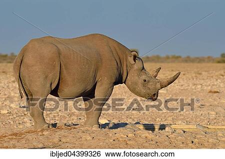 Black rhinoceros (Diceros bicornis), with torn right ear, standing at artificial waterhole, Etosha National Park, Namibia, Africa View Large Photo Image Stock Photograph - Black rhinoceros (Diceros bicornis), with torn right ear, standing at artificial waterhole, Etosha National Park, Namibia, Africa. Fotosearch