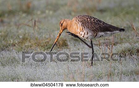 Black-tailed godwit (Limosa limosa) in meadow with morning dew, Texel, The Netherlands, Europe View Large Photo Image Stock Photo - Black-tailed godwit (Limosa limosa) in meadow with morning dew, Texel, The Netherlands, Europe. Fotosearch