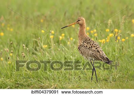 Black-tailed godwit (Limosa limosa), adult in flowering meadow, nuptial plumage, Texel, North Holland, Holland, Netherlands View Large Photo Image Stock Image - Black-tailed godwit (Limosa limosa), adult in flowering meadow, nuptial plumage, Texel, North Holland, Holland, Netherlands. Fotosearch