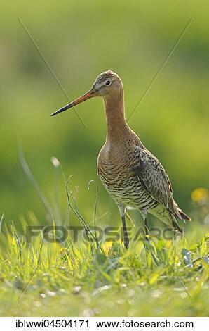 Stock Image - Black-tailed godwit (Limosa limosa) standing in meadow, Texel, The Netherlands, Europe. Fotosearch