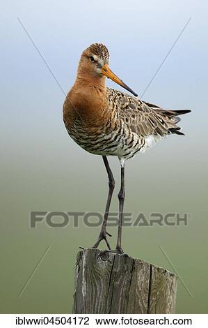 Black-tailed godwit (Limosa limosa) standing on fence post, Texel, The Netherlands, Europe View Large Photo Image Stock Image - Black-tailed godwit (Limosa limosa) standing on fence post, Texel, The Netherlands, Europe. Fotosearch