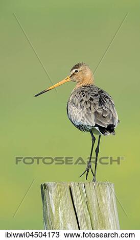 Stock Image - Black-tailed godwit (Limosa limosa) standing on fence post, Texel, The Netherlands, Europe. Fotosearch