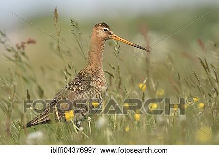 Black-tailed godwit (Limosa limosa), adult in flowering wetland meadow, nuptial plumage, Texel, North Holland, Holland, Netherlands View Large Photo Image Stock Photo - Black-tailed godwit (Limosa limosa), adult in flowering wetland meadow, nuptial plumage, Texel, North Holland, Holland, Netherlands. Fotosearch