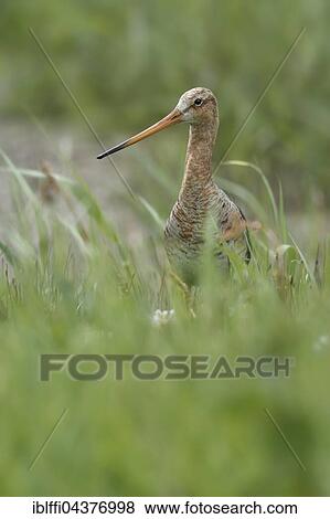 Black-tailed godwit (Limosa limosa), adult, nuptial plumage, Texel, North Holland, Holland, Netherlands View Large Photo Image Stock Photo - Black-tailed godwit (Limosa limosa), adult, nuptial plumage, Texel, North Holland, Holland, Netherlands. Fotosearch