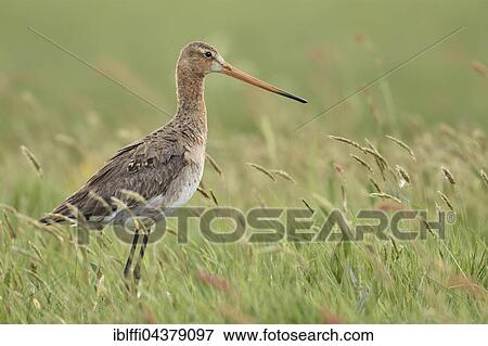 Black-tailed godwit (Limosa limosa), adult in tall grass, nuptial plumage, Texel, North Holland, Holland, Netherlands View Large Photo Image Stock Photo - Black-tailed godwit (Limosa limosa), adult in tall grass, nuptial plumage, Texel, North Holland, Holland, Netherlands. Fotosearch
