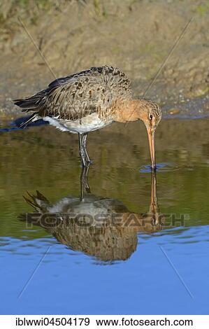 Stock Photo - Black-tailed godwit (Limosa limosa) with reflection in the water, Texel, The Netherlands, Europe. Fotosearch