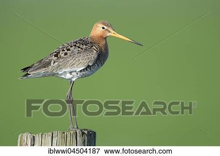 Black-tailed godwit (Limosa limosa) standing on fence post, Texel, The Netherlands, Europe View Large Photo Image Stock Photo - Black-tailed godwit (Limosa limosa) standing on fence post, Texel, The Netherlands, Europe. Fotosearch