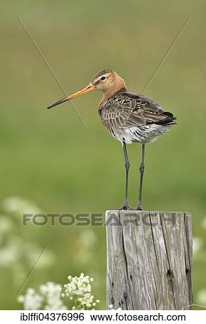 Black-tailed godwit (Limosa limosa), adult, standing on pole, nuptial plumage, Texel, North Holland, Holland, Netherlands View Large Photo Image Stock Photograph - Black-tailed godwit (Limosa limosa), adult, standing on pole, nuptial plumage, Texel, North Holland, Holland, Netherlands. Fotosearch