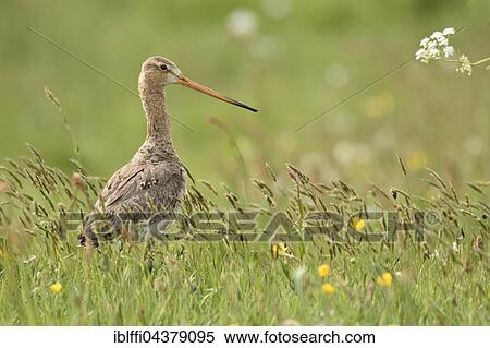 Black-tailed godwit (Limosa limosa), adult in flowering meadow, nuptial plumage, Texel, North Holland, Holland, Netherlands View Large Photo Image Stock Photography - Black-tailed godwit (Limosa limosa), adult in flowering meadow, nuptial plumage, Texel, North Holland, Holland, Netherlands. Fotosearch