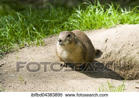 Stock Photography - Black-tailed prairie dog (Cynomys ludovicianus) is sitting on the ground, captive, Leipzig, Saxony, Germany, Europe. Fotosearch