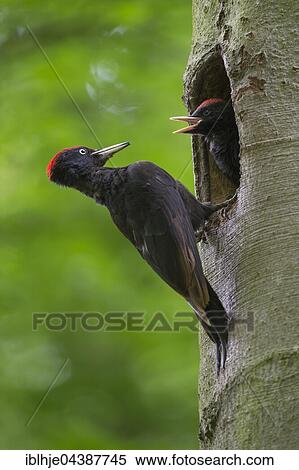 Black woodpecker (Dryocopus martius) at the nesting hole, with young bird, Wittlich, Rhineland-Palatinate, Germany, Europe View Large Photo Image Stock Photography - Black woodpecker (Dryocopus martius) at the nesting hole, with young bird, Wittlich, Rhineland-Palatinate, Germany, Europe. Fotosearch