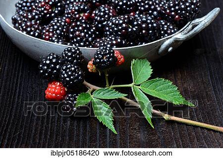 Stock Image - Blackberries (Rubus fruticosus) in bowl. Fotosearch