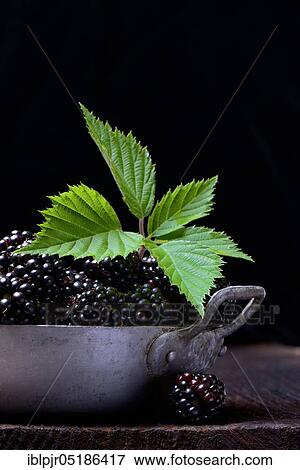 Blackberries (Rubus fruticosus) in bowl and blackberry leaf View Large Photo Image Stock Photo - Blackberries (Rubus fruticosus) in bowl and blackberry leaf. Fotosearch