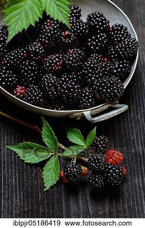 Stock Photo - Blackberries (Rubus fruticosus) in bowl. Fotosearch