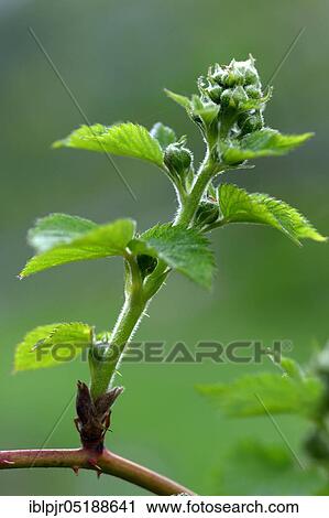 Blackberry, fruit set, leaf shoots, Rubus fruticosus, variety Wilsons Frühe ( USA 1854), Wilsons Fr³he View Large Photo Image Stock Image - Blackberry, fruit set, leaf shoots, Rubus fruticosus, variety Wilsons Frühe ( USA 1854), Wilsons Fr³he. Fotosearch