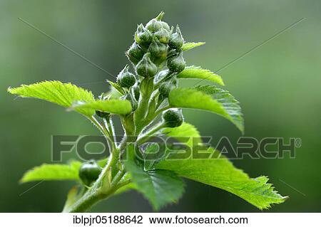 Blackberry, fruit set, leaf shoots, Rubus fruticosus, variety Wilsons Frühe ( USA 1854), Wilsons Fr³he View Large Photo Image Stock Image - Blackberry, fruit set, leaf shoots, Rubus fruticosus, variety Wilsons Frühe ( USA 1854), Wilsons Fr³he. Fotosearch