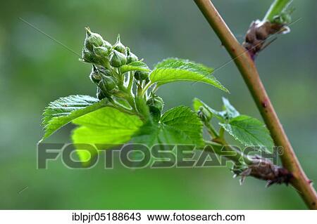 Blackberry, fruit set, leaf shoots, Rubus fruticosus, variety Wilsons Frühe ( USA 1854), Wilsons Fr³he View Large Photo Image Stock Image - Blackberry, fruit set, leaf shoots, Rubus fruticosus, variety Wilsons Frühe ( USA 1854), Wilsons Fr³he. Fotosearch