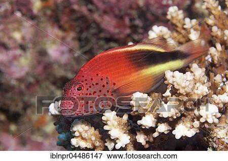 Blackside Hawkfish (Paracirrhites forsteri), Indian Ocean, Maldives, Asia View Large Photo Image Stock Photo - Blackside Hawkfish (Paracirrhites forsteri), Indian Ocean, Maldives, Asia. Fotosearch