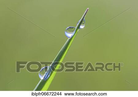 Picture - Blade of grass with dew drops, Switzerland, Europe. Fotosearch