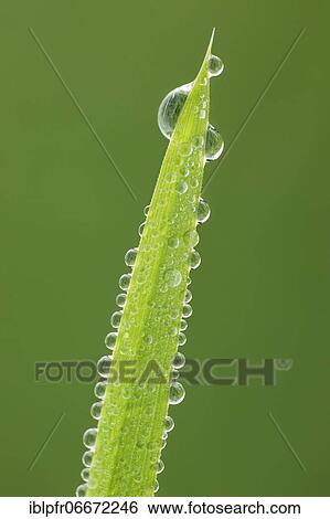 Blade of grass with dew drops, Switzerland, Europe View Large Photo Image Stock Photograph - Blade of grass with dew drops, Switzerland, Europe. Fotosearch