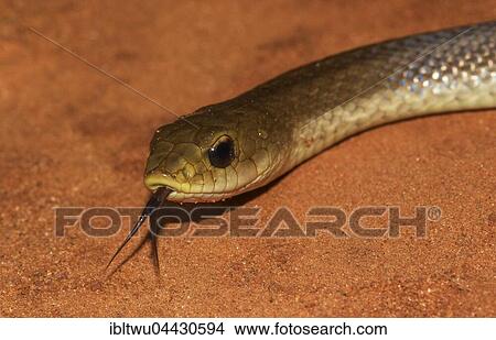 Blonde hognose (Leioheterodon modestus), darting its tongue on sandy soil, Ankarafantsika National Park, western Madagascar, Madagascar, Africa View Large Photo Image Picture - Blonde hognose (Leioheterodon modestus), darting its tongue on sandy soil, Ankarafantsika National Park, western Madagascar, Madagascar, Africa. Fotosearch