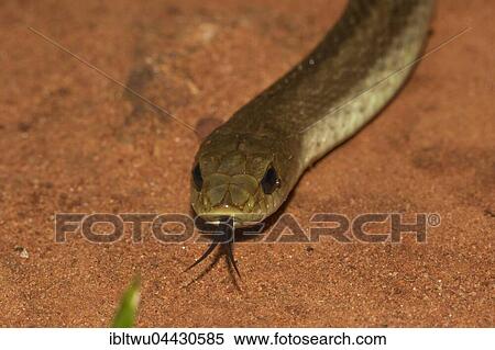 Blonde hognose (Leioheterodon modestus), lambent on sandy soil, Ankarafantsika National Park, Western Madagascar, Madagascar, Africa View Large Photo Image Stock Photography - Blonde hognose (Leioheterodon modestus), lambent on sandy soil, Ankarafantsika National Park, Western Madagascar, Madagascar, Africa. Fotosearch