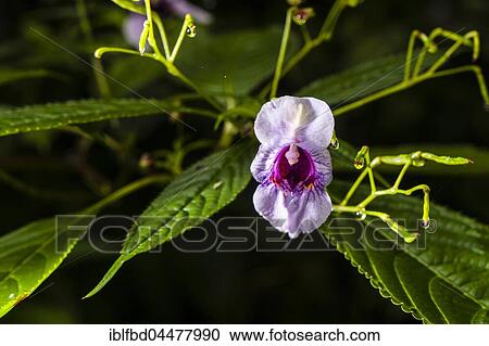 Blooming blossom of Policeman's helmet (Impatiens glandulifera), Chomrong, Kaski District, Nepal, Asia View Large Photo Image Stock Image - Blooming blossom of Policeman's helmet (Impatiens glandulifera), Chomrong, Kaski District, Nepal, Asia. Fotosearch