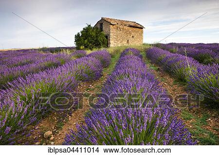 Picture - Blooming lavender (Lavandula angustifolia) field, stone house, Plateau de Valensole, Alpes-de-Haute-Provence, Provence-Alpes-Côte d'Azur, France, Europe. Fotosearch