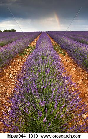 Stock Image - Blooming lavender (Lavandula angustifolia) field, rainbow, Plateau de Valensole, Alpes-de-Haute-Provence, Provence-Alpes-Côte d'Azur, France, Europe. Fotosearch