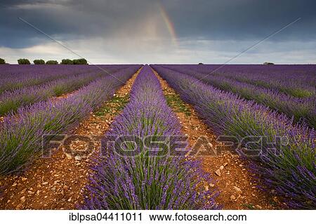 Stock Image - Blooming lavender (Lavandula angustifolia) field, rainbow, Plateau de Valensole, Alpes-de-Haute-Provence, Provence-Alpes-Côte d'Azur, France, Europe. Fotosearch