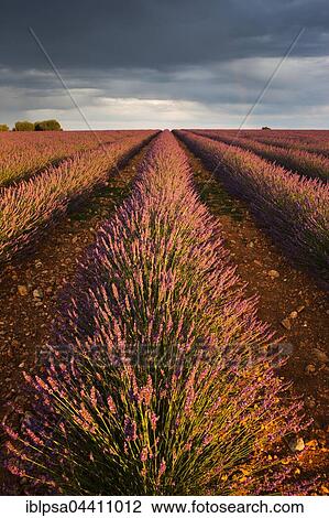 Blooming lavender (Lavandula angustifolia) field, rainbow, Plateau de Valensole, Alpes-de-Haute-Provence, Provence-Alpes-Côte d'Azur, France, Europe View Large Photo Image Stock Image - Blooming lavender (Lavandula angustifolia) field, rainbow, Plateau de Valensole, Alpes-de-Haute-Provence, Provence-Alpes-Côte d'Azur, France, Europe. Fotosearch