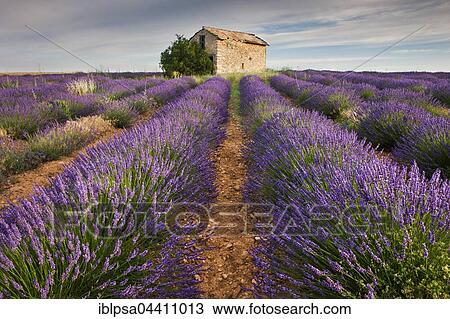 Stock Image - Blooming lavender (Lavandula angustifolia) field, stone house, Plateau de Valensole, Alpes-de-Haute-Provence, Provence-Alpes-Côte d'Azur, France, Europe. Fotosearch