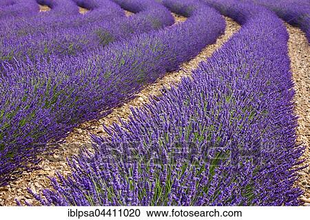 Stock Image - Blooming lavender (Lavandula angustifolia) field, Plateau de Valensole, Alpes-de-Haute-Provence, Provence-Alpes-Côte d'Azur, France, Europe. Fotosearch
