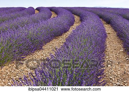 Blooming lavender (Lavandula angustifolia) field, Plateau de Valensole, Alpes-de-Haute-Provence, Provence-Alpes-Côte d'Azur, France, Europe View Large Photo Image Stock Image - Blooming lavender (Lavandula angustifolia) field, Plateau de Valensole, Alpes-de-Haute-Provence, Provence-Alpes-Côte d'Azur, France, Europe. Fotosearch